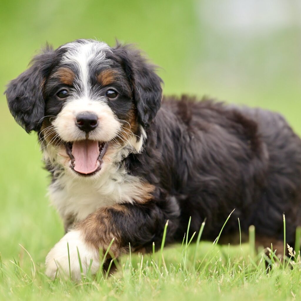 bernedoodle puppies