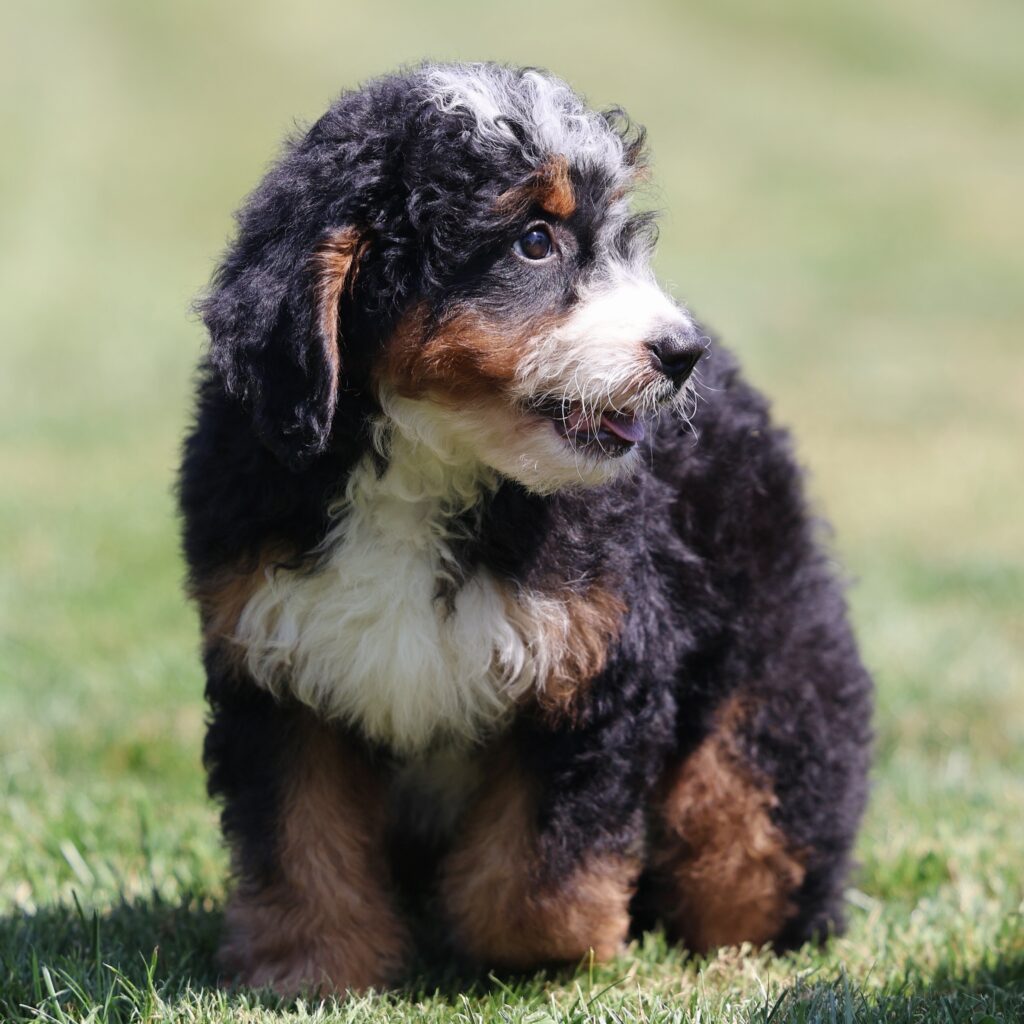 bernedoodle puppies for sale
