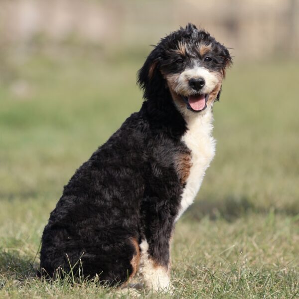 bernedoodle puppies for sale