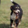 bernedoodle puppies for sale in pa