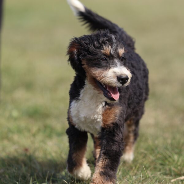 bernedoodle puppies for sale in pa