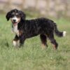 bernedoodle puppies for sale near me