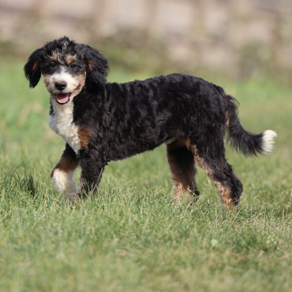 bernedoodle puppies for sale near me