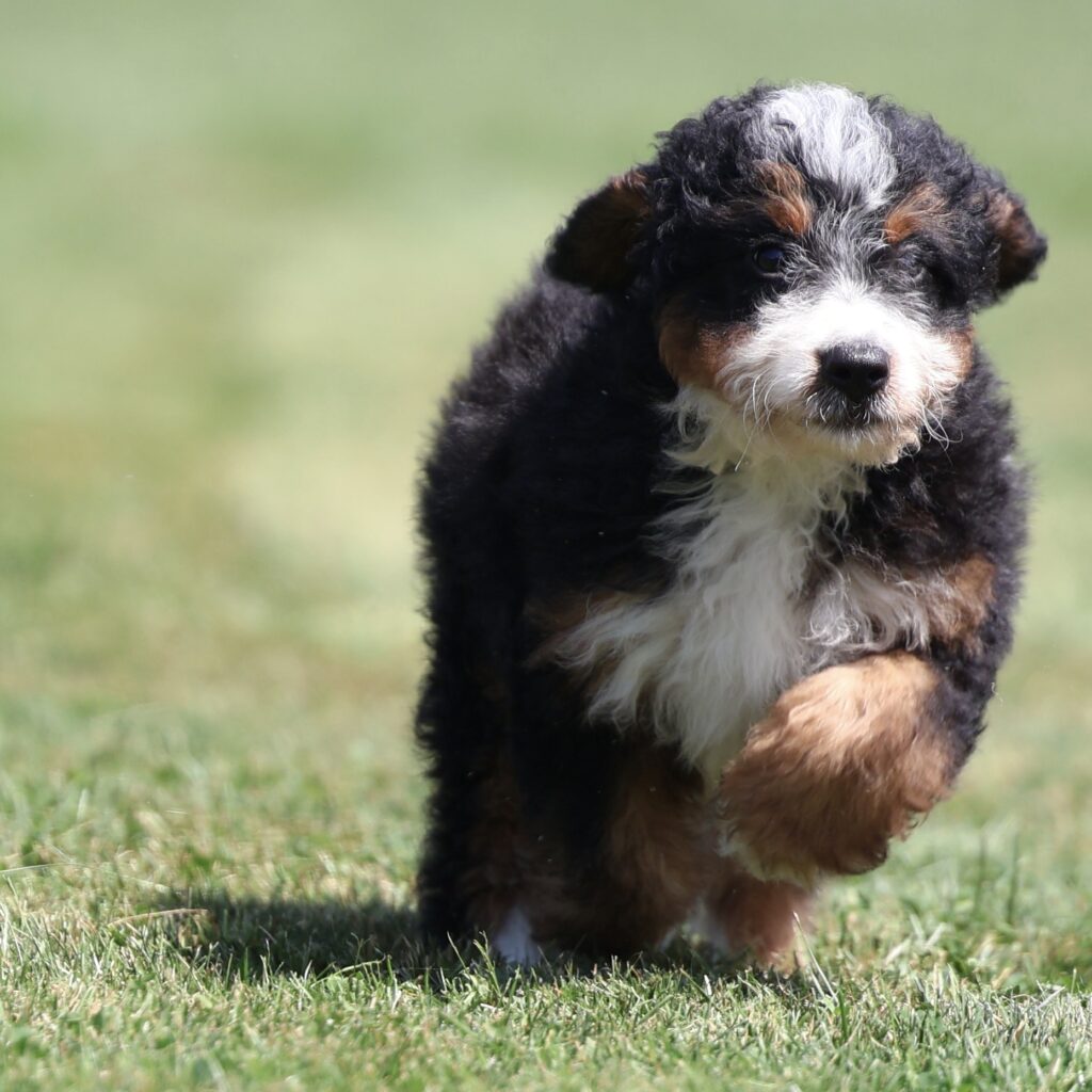 bernedoodle puppies for sale pennsylvania