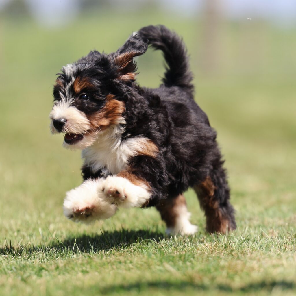 bernedoodle puppies for sale pennsylvania