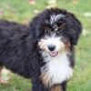 bernedoodle puppies lancaster
