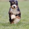 bernedoodle puppies near me