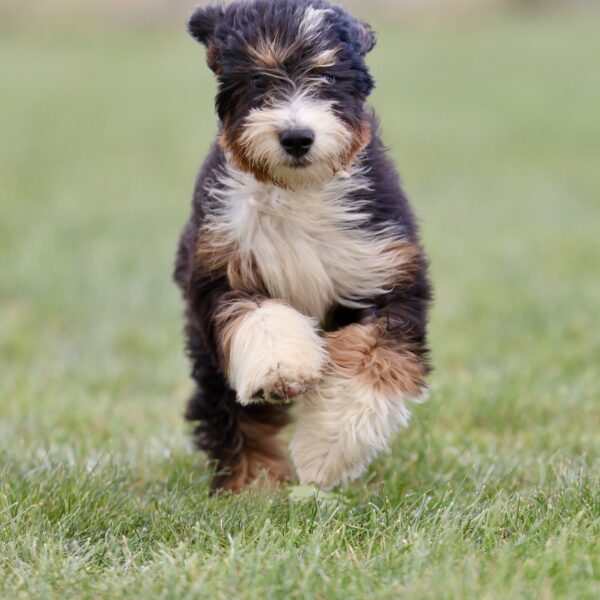bernedoodle puppies near me