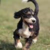 bernedoodle puppies near me for sale