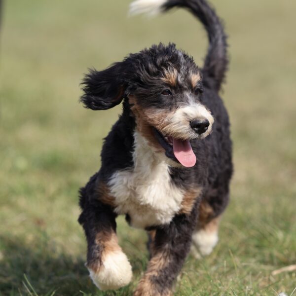 bernedoodle puppies near me for sale
