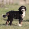 bernedoodle puppies pa