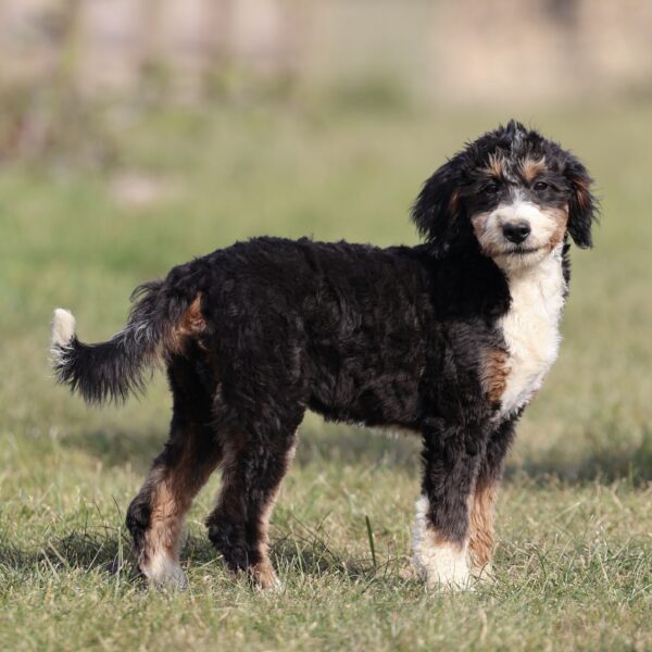 bernedoodle puppies pa