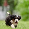 bernedoodle puppies pa