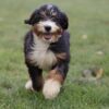 bernedoodle puppy