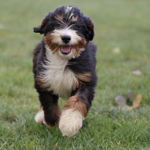 bernedoodle puppy