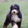 are bernedoodles good dogs