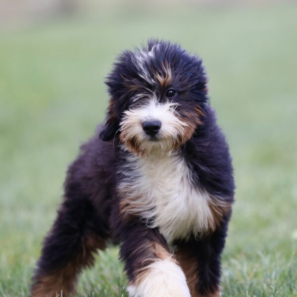 are bernedoodles good dogs