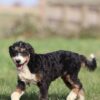 bernedoodle puppy for sale