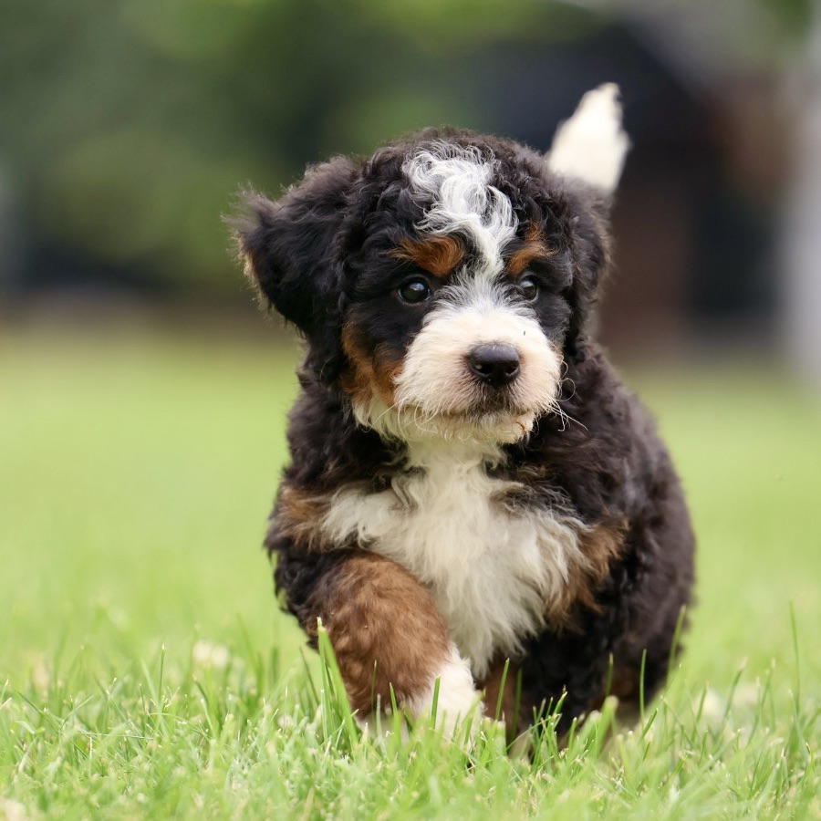 Tri Color Bernedoodle Puppies Genetic Tested Vet Checked
