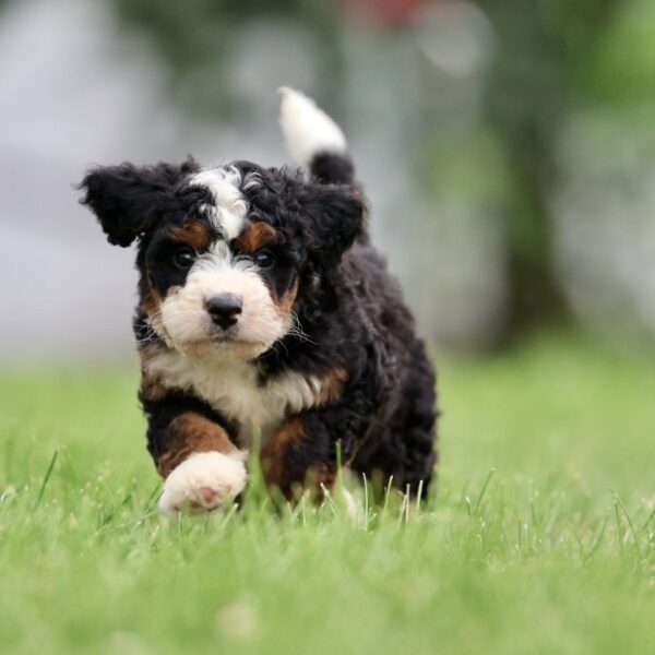 bernedoodles for sale