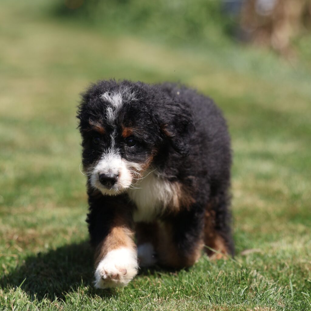 bernedoodles hypoallergenic