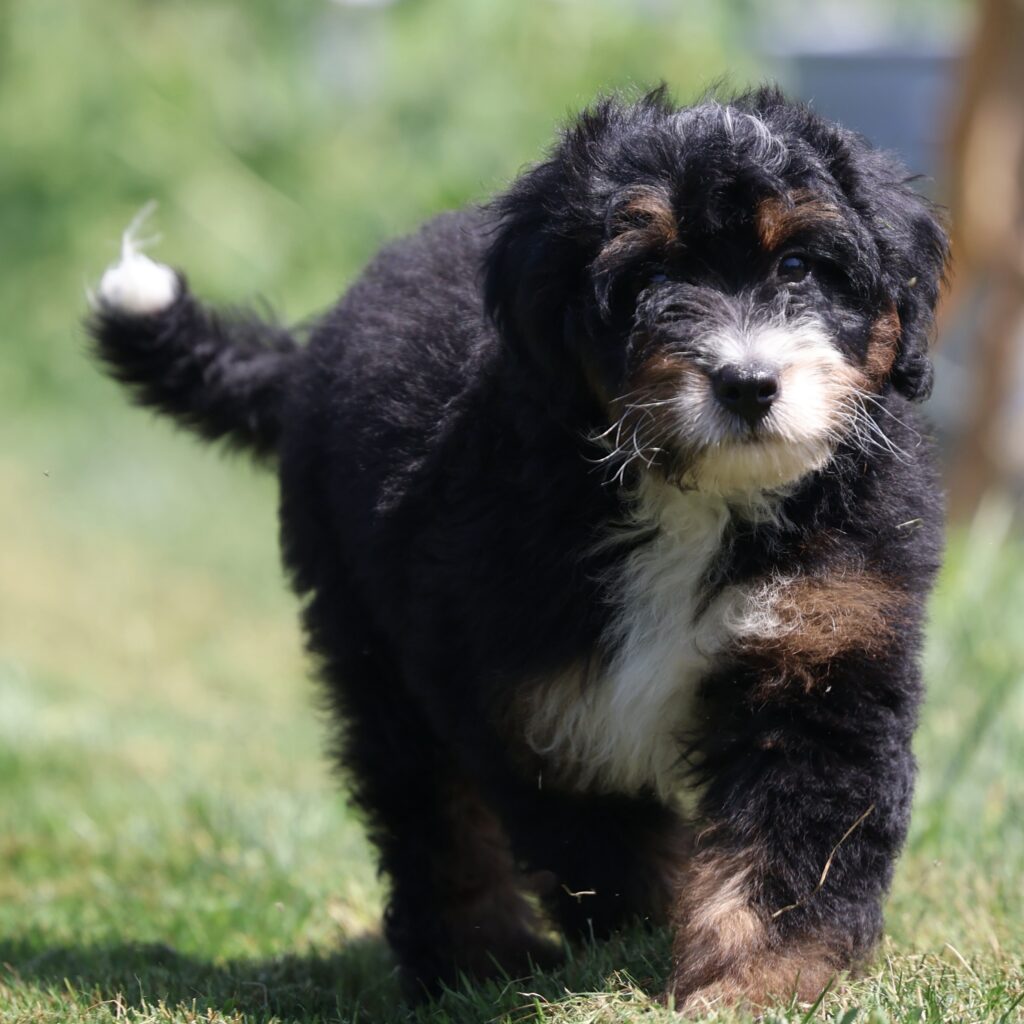 bernedoodles hypoallergenic