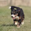 bernedoodles hypoallergenic