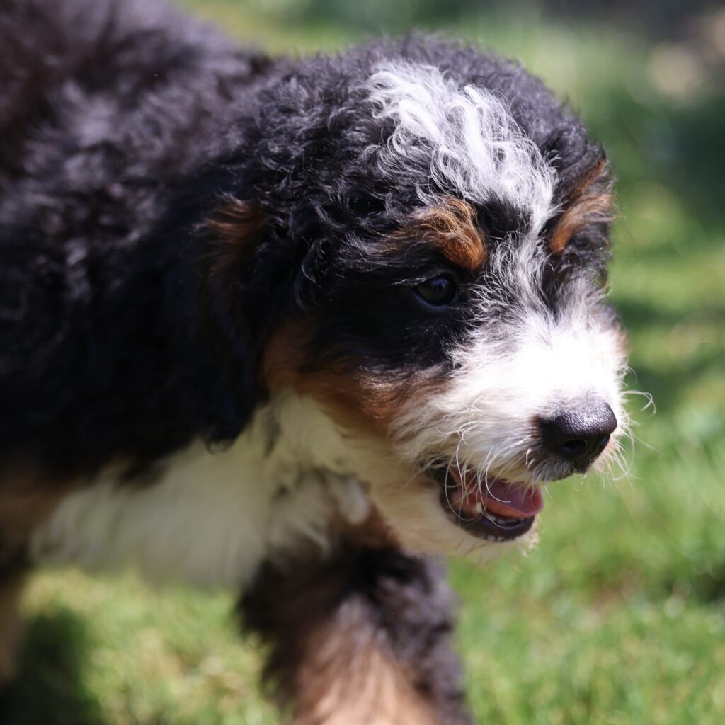 best bernedoodle breeders