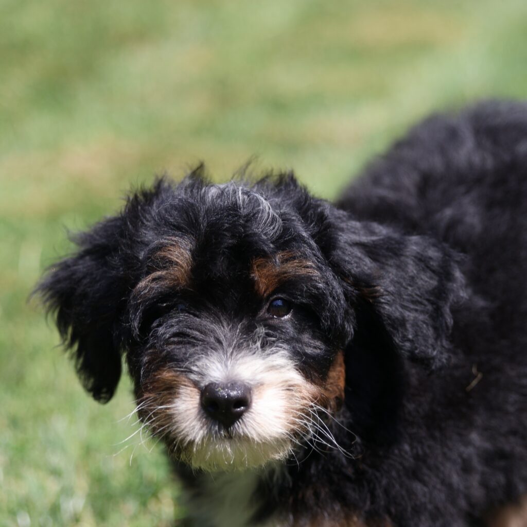 best bernedoodle breeders near me