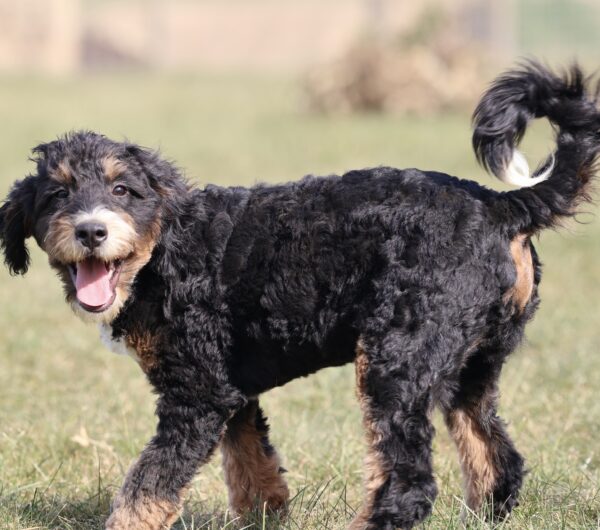 best bernedoodle breeders near me