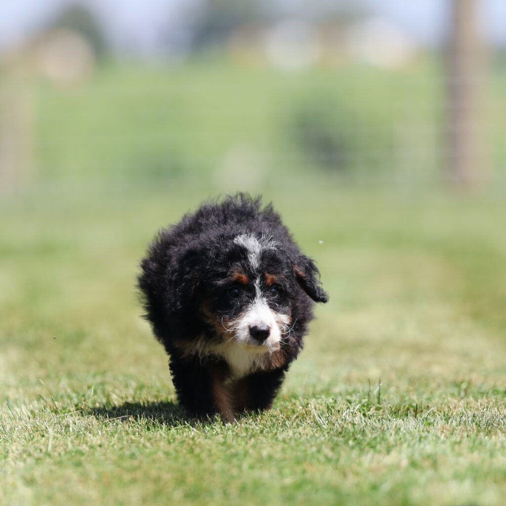 f1 bernedoodle puppies for sale