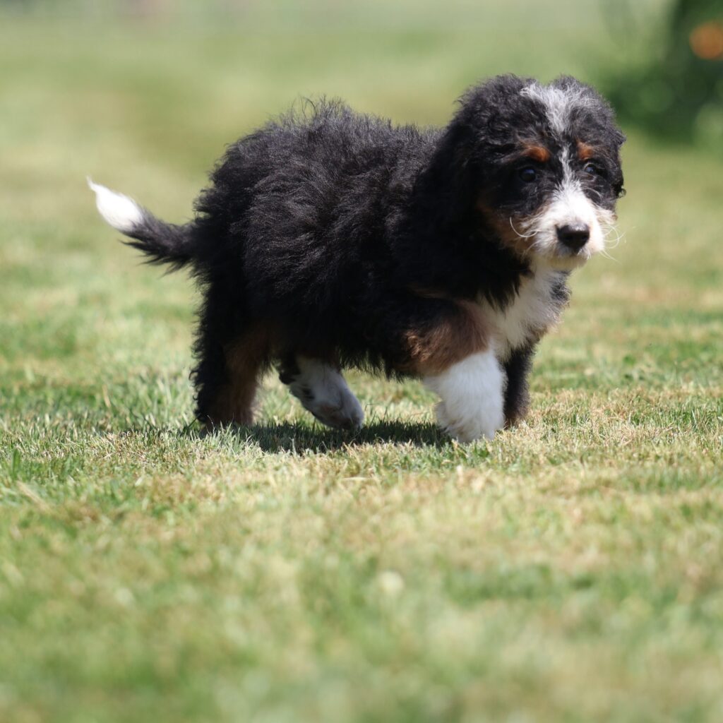 fluffy bernedoodle puppy