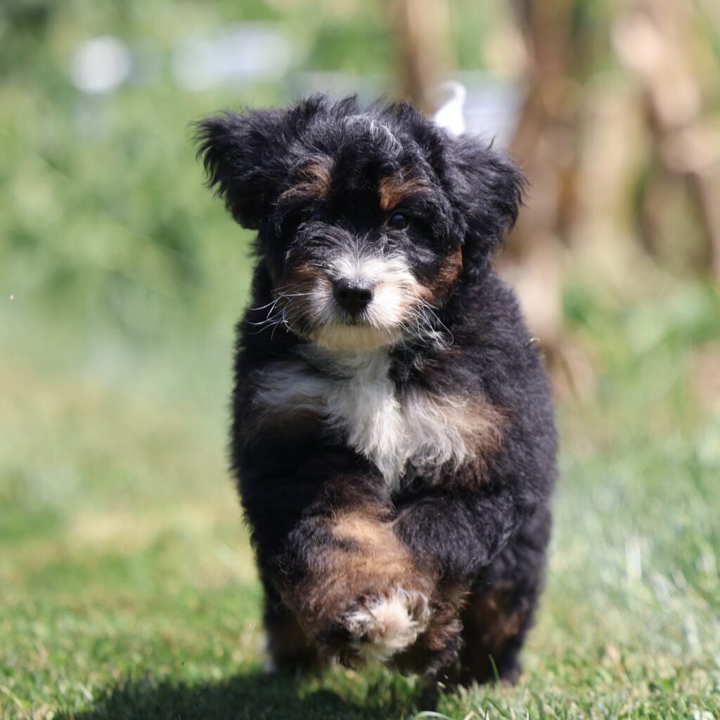 fluffy bernedoodle puppy