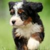 lancaster bernedoodle