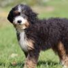 lancaster puppies bernedoodle
