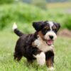 medium bernedoodle