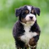 standard bernedoodle