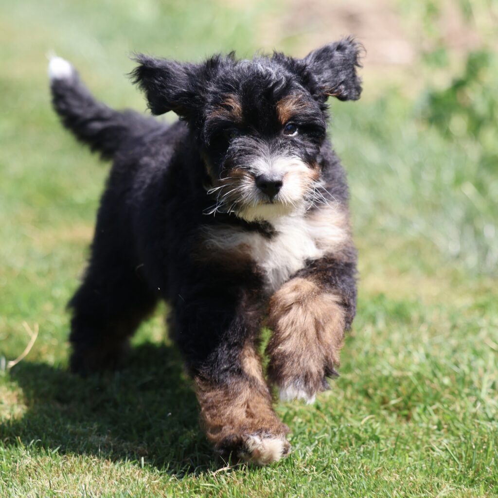 standard bernedoodle puppies for sale