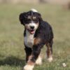 standard bernedoodle puppies for sale