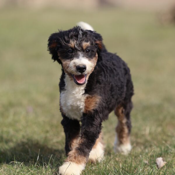 standard bernedoodle puppies for sale