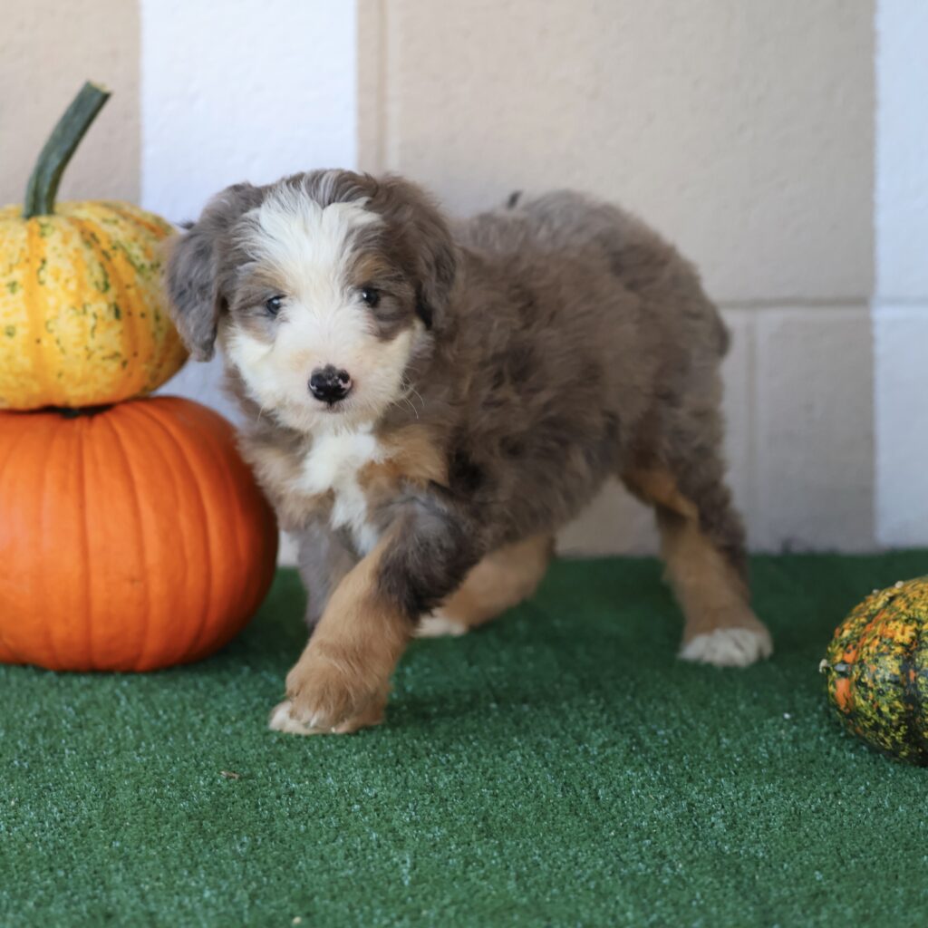 mini bernedoodle puppies