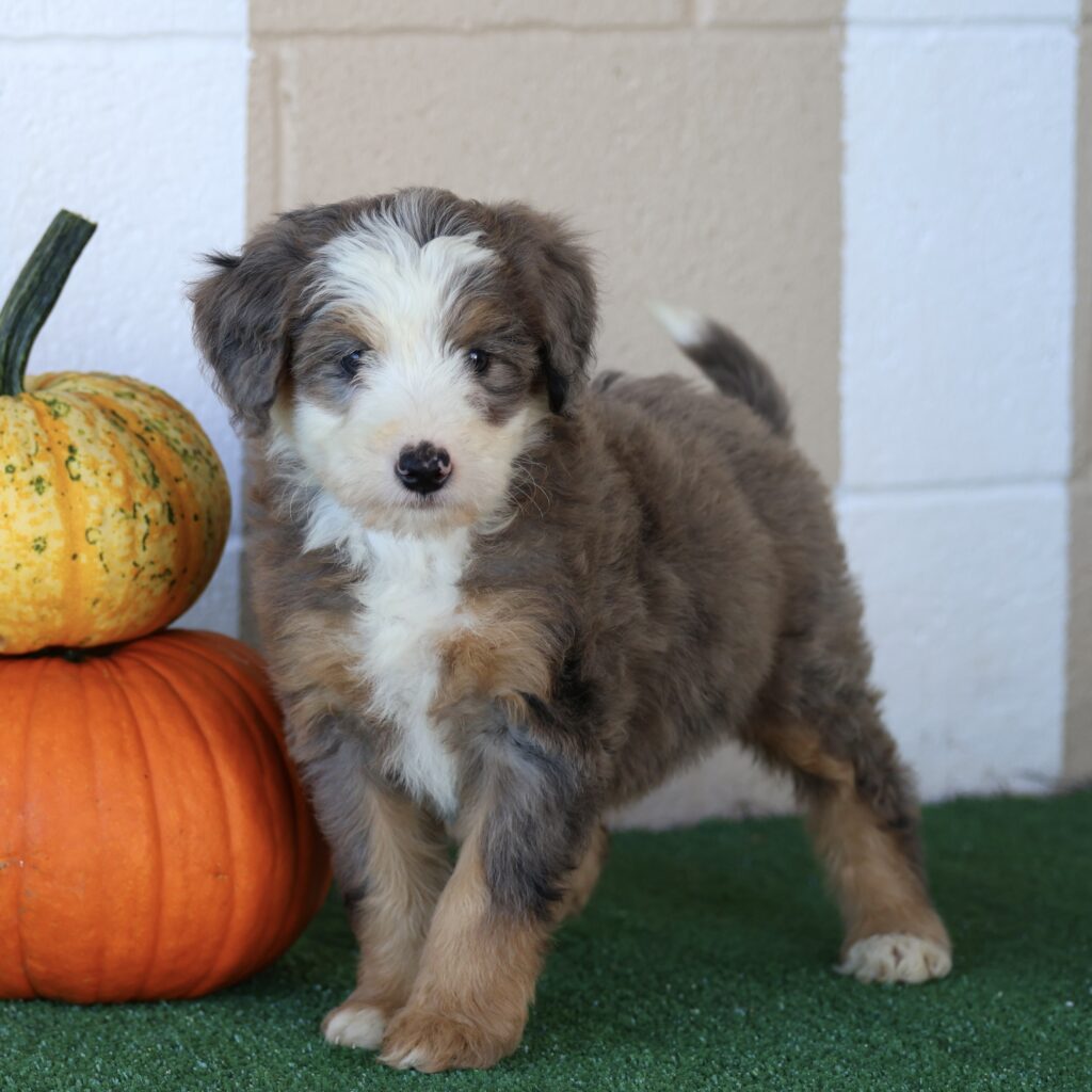 Bernedoodle Puppies For Adoption