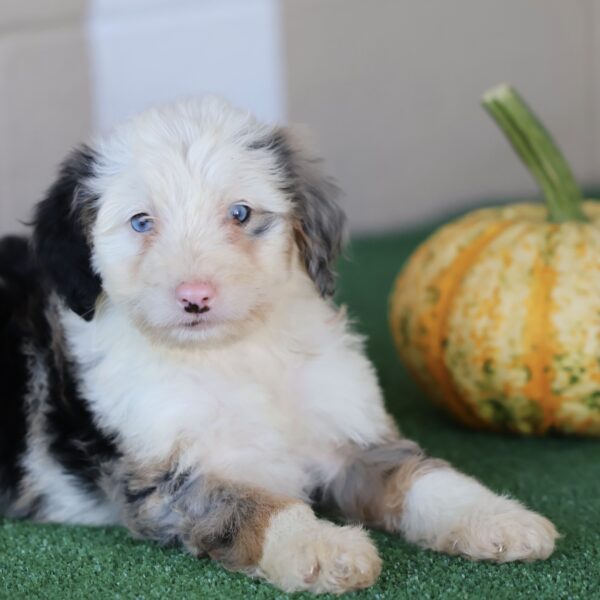 bernedoodle puppies