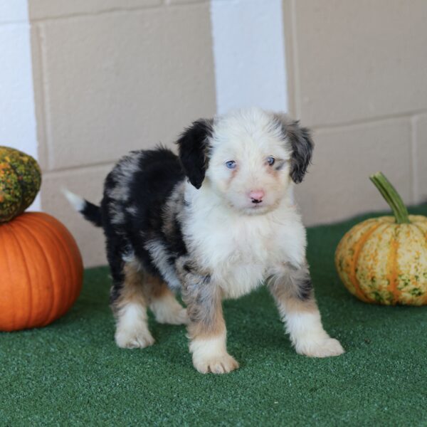 Lancaster Bernedoodles
