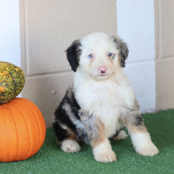 Merle Mini Bernedoodle Puppy