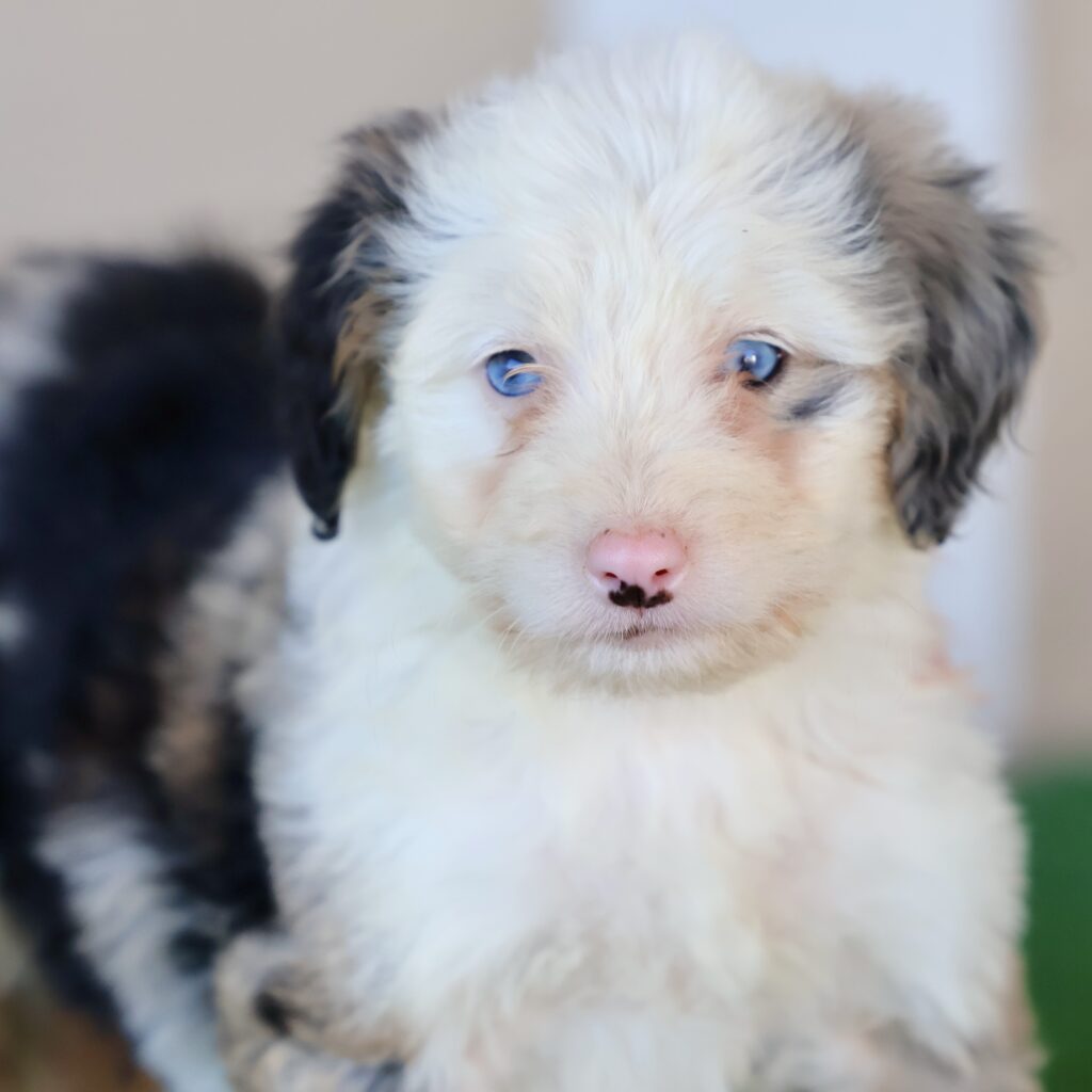 Mini Bernedoodle Puppies For Sale