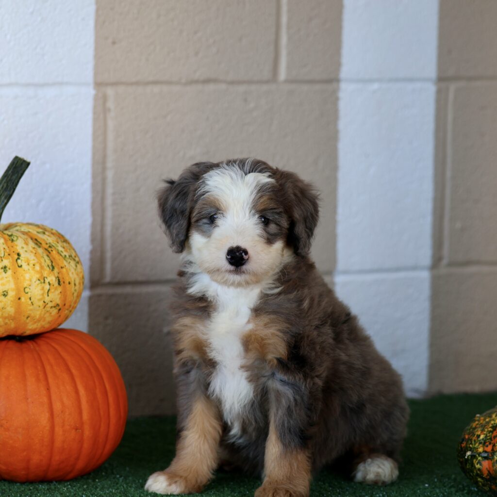 Pennsylvania Dog Breeders