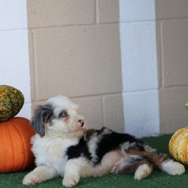 Pennsylvania Dog Breeders