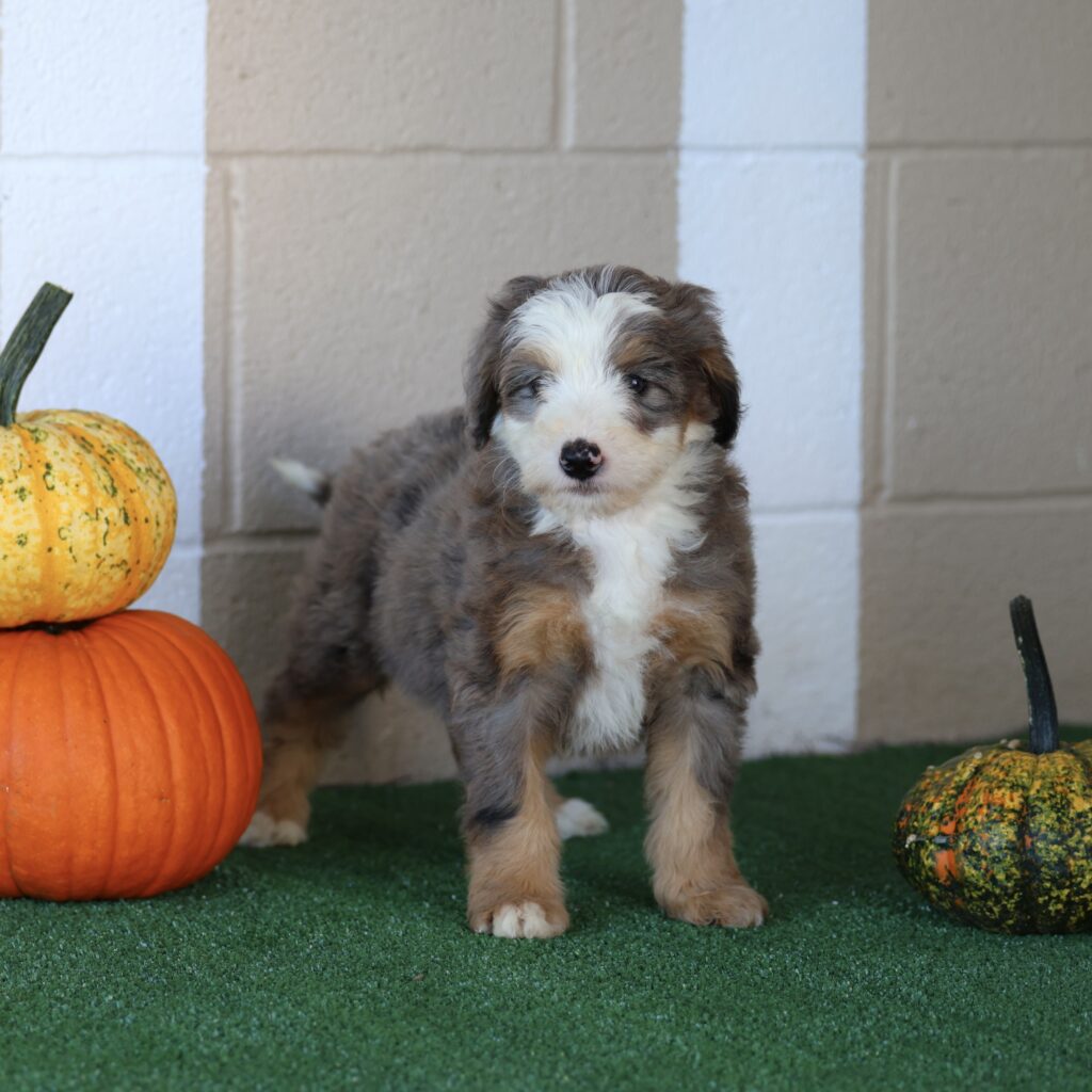 Puppy Pa