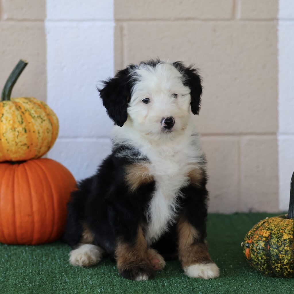 bernedoodle breeders